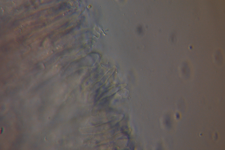 Stereum? (Stereum gausapatum)